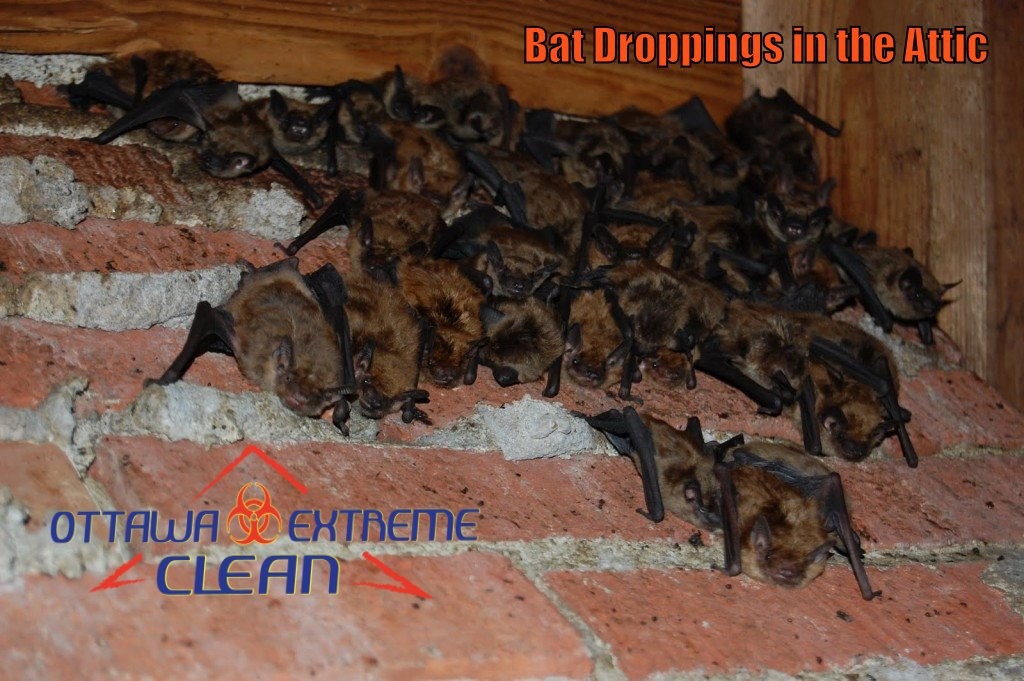 Bat feces removal London