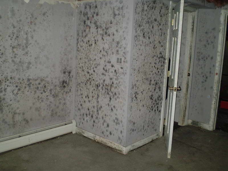 remove basement mold, London