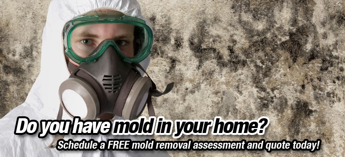 Mould inspection services, Ottawa