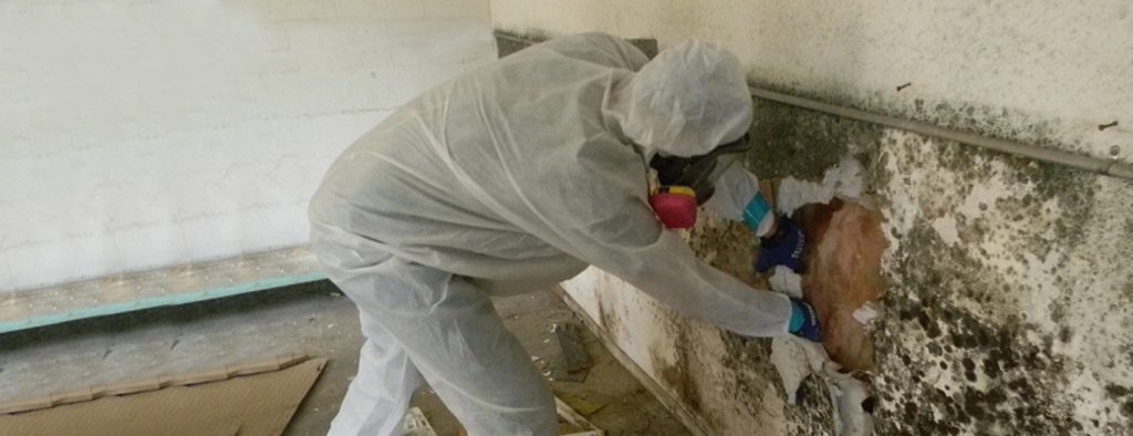 Removal of Mould in Basement